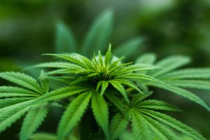 Marijuana plant. Using marijuana can cause a cannabis-induced psychosis.
