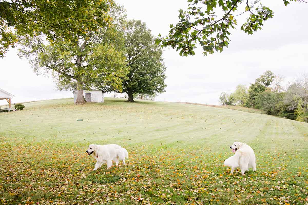 discovery place website photo dogs in field